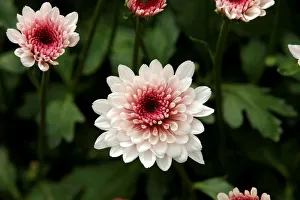 Flowers designated for export are seen at a farm near the town of Thika Flowers designated for export are seen at a farm near the town of Thika