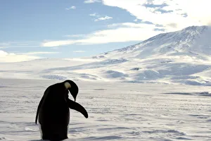 A foraging Emperor penguin preens on snow-covered sea ice around the base of the active A foraging Emperor penguin preens on snow-covered sea ice around the base of the active
