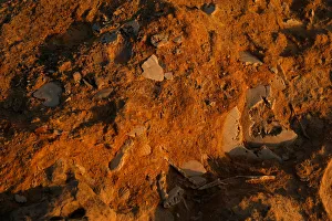 Fossils are seem in the rocks at Dwejra outside the village of San Lawrenz on the island Fossils are seem in the rocks at Dwejra outside the village of San Lawrenz on the island