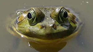 A frog floats in a pond on the eighth hole during play in the second round in the U A frog floats in a pond on the eighth hole during play in the second round in the U