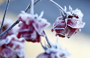 Frost is seen on roses during cold morning hours in Eichenau Frost is seen on roses during cold morning hours in Eichenau