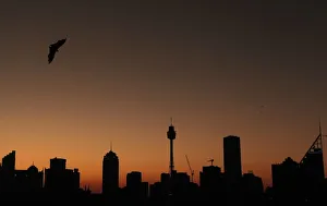 Fruit bat flies over the Sydney skyline at dusk Fruit bat flies over the Sydney skyline at dusk