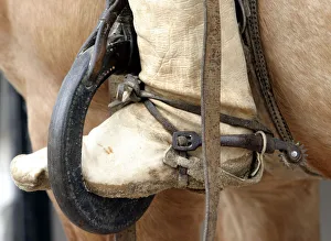 Gauchos foot is seen in a stirrup on a horse during annual Argentine livestock show Gauchos foot is seen in a stirrup on a horse during annual Argentine livestock show