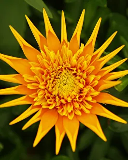 A Gazania flower is on display during the 2009 California Pack Trial at the Ecke Ranch A Gazania flower is on display during the 2009 California Pack Trial at the Ecke Ranch