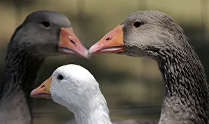 Geese are pictured during the first Hungarian foie gras festival Geese are pictured during the first Hungarian foie gras festival