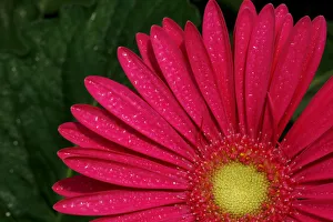 A Gerbera flower is seen for export at a plantation in LLano Grande A Gerbera flower is seen for export at a plantation in LLano Grande
