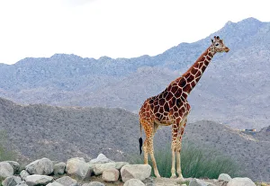 A giraffe is seen at the Living Desert zoo in Palm Desert A giraffe is seen at the Living Desert zoo in Palm Desert