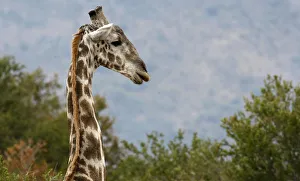 A giraffe is seen at a nature reserve in Pilanesberg A giraffe is seen at a nature reserve in Pilanesberg