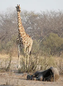 A giraffe walks near a carcass of an elephant at a watering hole inside Hwange National A giraffe walks near a carcass of an elephant at a watering hole inside Hwange National