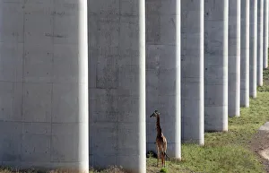 A giraffe walks near the elevated railway line that allows movement of animals below the A giraffe walks near the elevated railway line that allows movement of animals below the