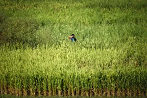 A girl arranges her hair while working on a paddy field at Bihar A girl arranges her hair while working on a paddy field at Bihar