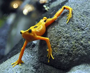 A gold frog is seen at the El Nispero Zoo in El Valle town A gold frog is seen at the El Nispero Zoo in El Valle town