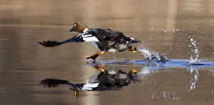 A Goldeneye runs on the surface of a river near the remote village of Sosnovy Bor A Goldeneye runs on the surface of a river near the remote village of Sosnovy Bor
