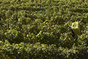 A grape picker carries crates of grapes during the last days of the harvest in the Lavaux A grape picker carries crates of grapes during the last days of the harvest in the Lavaux