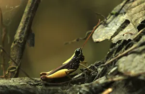 A grasshopper is seen at Perus Pacaya Samiria National Reserve in the Amazon jungle A grasshopper is seen at Perus Pacaya Samiria National Reserve in the Amazon jungle