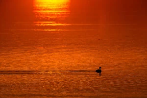 Images Dated 28th May 2018: Great crested grebe swims in a lake as the sun rises near the town of Vileika