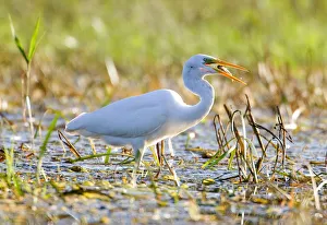 Great egret feeds at a lake near the village of Karpavichi Great egret feeds at a lake near the village of Karpavichi