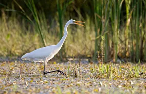 Great egret walks in a lake near the village of Karpavichi Great egret walks in a lake near the village of Karpavichi