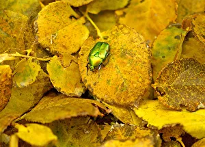 Green bug crawls on an autumn leaf in a park in Amman Green bug crawls on an autumn leaf in a park in Amman