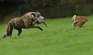 A greyhound chases a hare during a hare coursing meeting in Abbeyfeale A greyhound chases a hare during a hare coursing meeting in Abbeyfeale