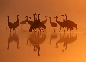 A group of Common Cranes gather in dawn light on their night-roost on a lake in the A group of Common Cranes gather in dawn light on their night-roost on a lake in the