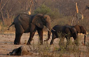 A group of elephants and giraffes walk near a carcass of an elephant at a watering hole A group of elephants and giraffes walk near a carcass of an elephant at a watering hole