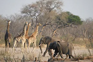 A group of elephants and giraffes walk near a watering hole inside Hwange National Park A group of elephants and giraffes walk near a watering hole inside Hwange National Park