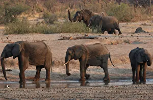 A group of elephants are seen near a watering hole inside Hwange National Park A group of elephants are seen near a watering hole inside Hwange National Park