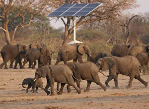 A group of elephants walk near a solar panel at a watering hole inside Hwange National A group of elephants walk near a solar panel at a watering hole inside Hwange National