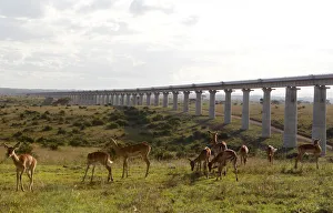A group of impala graze near the elevated railway line that allows movement of animals A group of impala graze near the elevated railway line that allows movement of animals