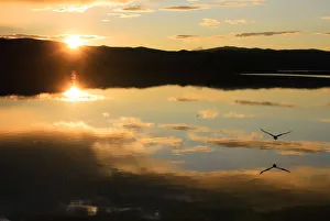 A gull flies at sunset over the Tere-Khol Lake A gull flies at sunset over the Tere-Khol Lake