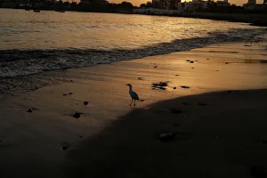 A gull is pictured at the shore beside Soumbedioune fish market in the capital Dakar A gull is pictured at the shore beside Soumbedioune fish market in the capital Dakar