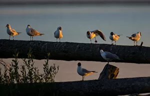 Images Dated 28th May 2018: Gulls sit on a dead tree at a lake near the town of Vileika