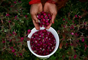 A hand of a woman is pictured as she collects globe amaranth flowers A hand of a woman is pictured as she collects globe amaranth flowers
