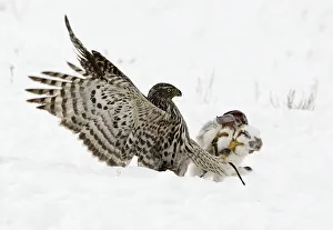 A hawk attacks a rabbit during an annual traditional hunting competition near the village A hawk attacks a rabbit during an annual traditional hunting competition near the village