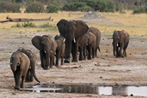 A herd of elephants walk past a watering hole in Hwange National Park A herd of elephants walk past a watering hole in Hwange National Park