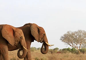 Nairobi Collection: A herd of elephants walk in the Tsavo East National Park