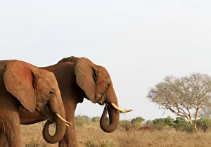 A herd of elephants walk in the Tsavo East National Park A herd of elephants walk in the Tsavo East National Park