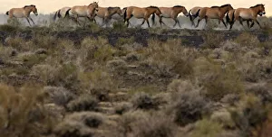 A herd of endangered Przewalski horses gallop across the Takhin Us National Park A herd of endangered Przewalski horses gallop across the Takhin Us National Park