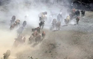 A herdsman walks his cattle as they graze through a dust storm near the Olkaria A herdsman walks his cattle as they graze through a dust storm near the Olkaria