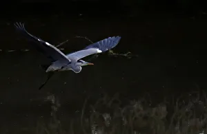 A heron flies over the Sevres river in Vertou near Nantes A heron flies over the Sevres river in Vertou near Nantes
