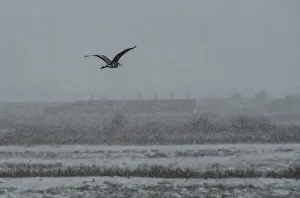 A Heron flies in the snow over Rainham Marshes A Heron flies in the snow over Rainham Marshes
