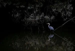 A heron is seen near the Sevres river in Vertou near Nantes A heron is seen near the Sevres river in Vertou near Nantes