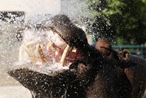 A hippopotamus gets shower in its enclosure at the Skopje Zoo A hippopotamus gets shower in its enclosure at the Skopje Zoo