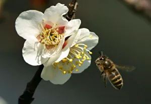 A honeybee hovers to collect nectar from blossoms of a Japanese plum tree in Tokyo A honeybee hovers to collect nectar from blossoms of a Japanese plum tree in Tokyo