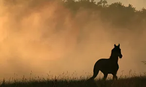 A horse runs in a meadow as the fog raises from a steaming forest during sunset after A horse runs in a meadow as the fog raises from a steaming forest during sunset after