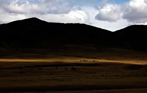 Horses graze on grasslands located around 200km (62 miles Horses graze on grasslands located around 200km (62 miles