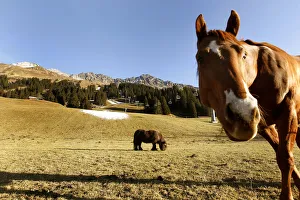Horses are grazing on a snowless meadow next to a patch of artificial snow from a snow Horses are grazing on a snowless meadow next to a patch of artificial snow from a snow