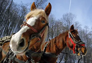 Two horses are harnessed to a cart on a road near Ucea de Jos village Two horses are harnessed to a cart on a road near Ucea de Jos village