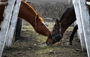 Horses are seen at an equestrian centre in Jucu village near Cluj-Napoca Horses are seen at an equestrian centre in Jucu village near Cluj-Napoca